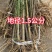 河南正宗黑布林李子苗黑宝石苗木钻木嫁接成品苗源头发