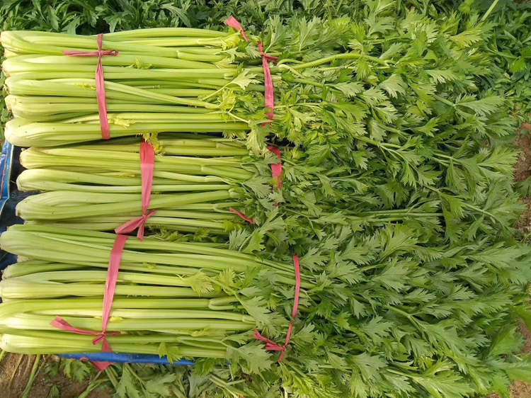 新鲜生西芹呈翠绿色,茎秆挺拔有光泽;右侧为焯水后冷却的熟西芹,颜色略偏黄绿,质地柔软,置于密封保鲜盒中准备冷藏 生西芹与熟西芹对比图