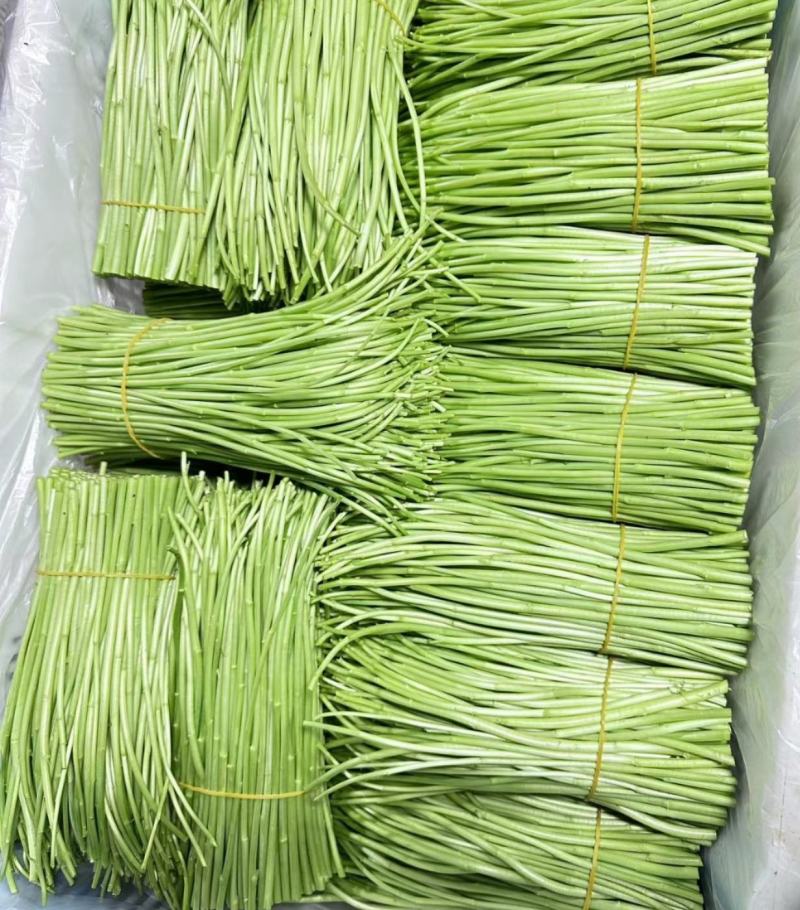藜蒿种植批发