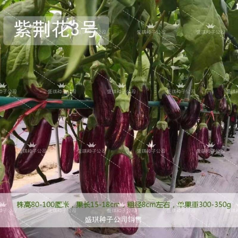 紫荆花3号茄子种子果长15-18cm，粗径8cm春秋栽培