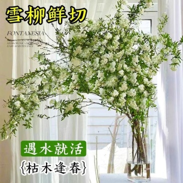重瓣雪柳干枝支鲜枝水养插花水培植物鲜花卉室内盆栽绿植龙柳