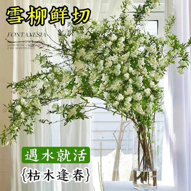 重瓣雪柳干枝支鲜枝水养插花水培植物鲜花卉室内盆栽绿植龙柳