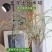 重瓣雪柳干枝支鲜枝水养插花水培植物鲜花卉室内盆栽绿植龙柳