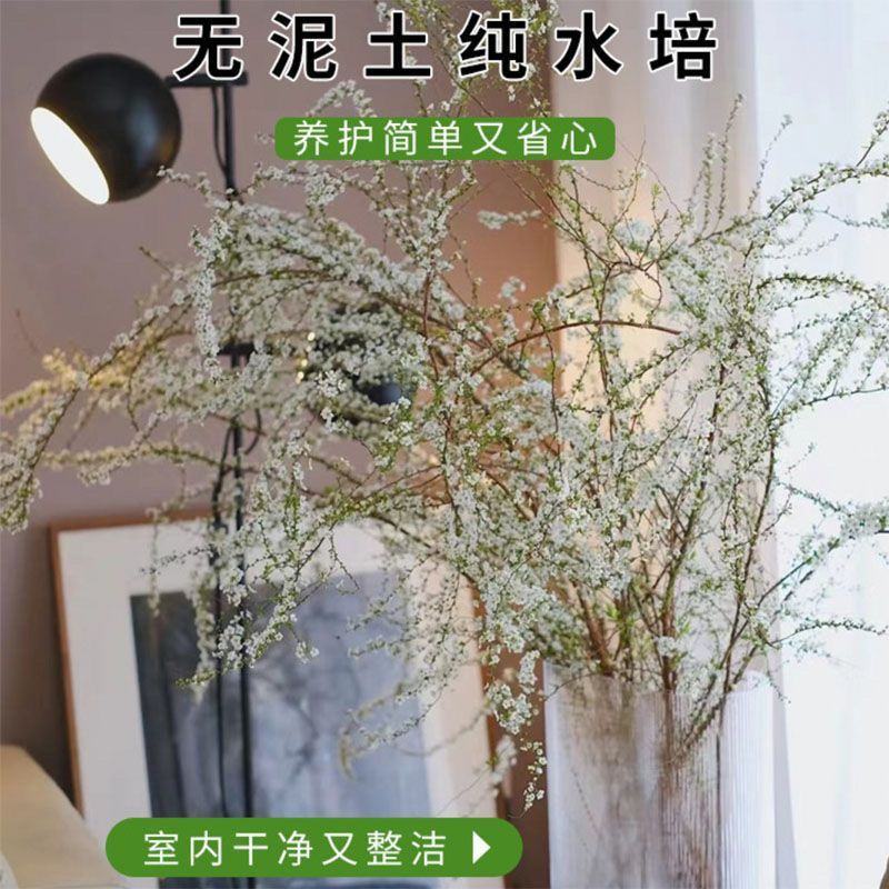 重瓣雪柳干枝支鲜枝水养插花水培植物鲜花卉室内盆栽绿植龙柳