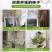 重瓣雪柳干枝支鲜枝水养插花水培植物鲜花卉室内盆栽绿植龙柳