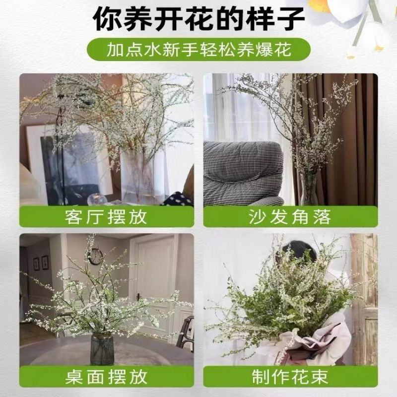 重瓣雪柳干枝支鲜枝水养插花水培植物鲜花卉室内盆栽绿植龙柳