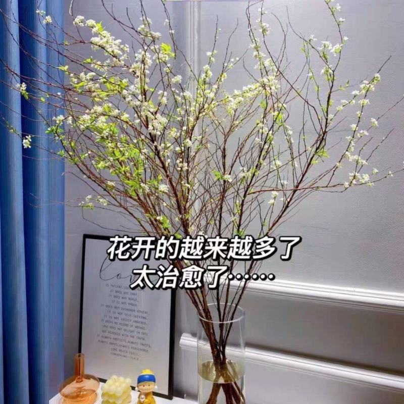重瓣雪柳干枝支鲜枝水养插花水培植物鲜花卉室内盆栽绿植龙柳