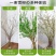 重瓣雪柳干枝支鲜枝水养插花水培植物鲜花卉室内盆栽绿植龙柳