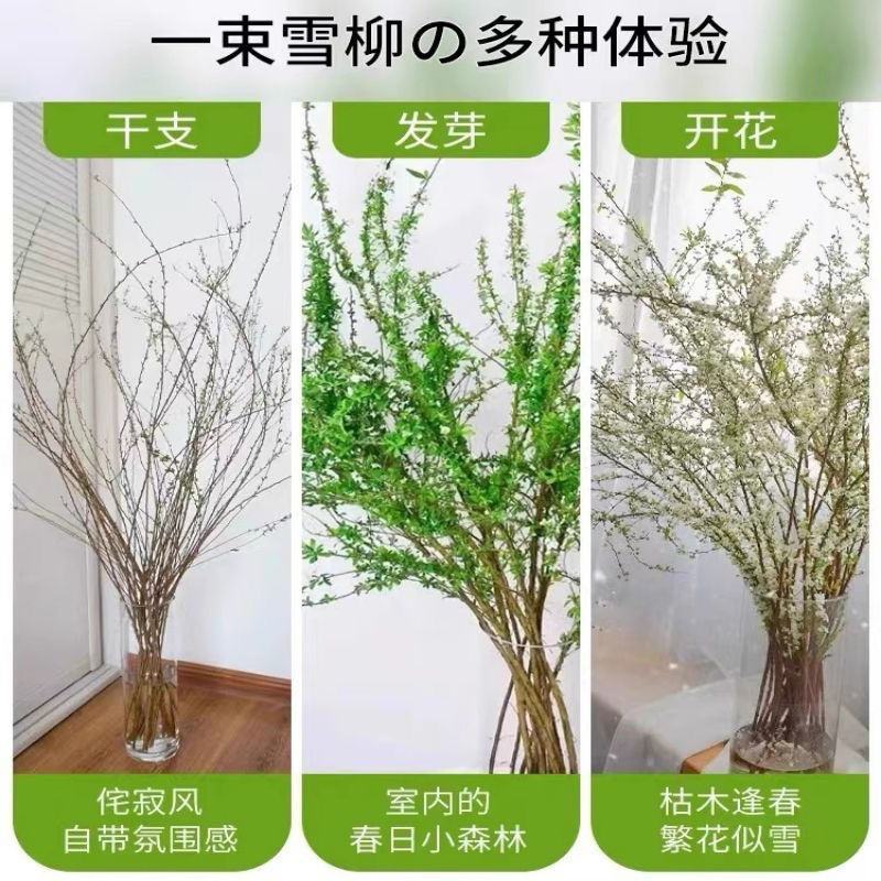 重瓣雪柳干枝支鲜枝水养插花水培植物鲜花卉室内盆栽绿植龙柳