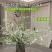 重瓣雪柳干枝支鲜枝水养插花水培植物鲜花卉室内盆栽绿植龙柳