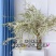重瓣雪柳干枝支鲜枝水养插花水培植物鲜花卉室内盆栽绿植龙柳
