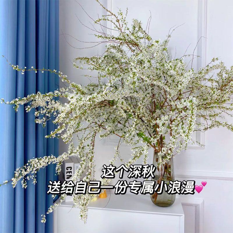 重瓣雪柳干枝支鲜枝水养插花水培植物鲜花卉室内盆栽绿植龙柳