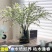 重瓣雪柳干枝支鲜枝水养插花水培植物鲜花卉室内盆栽绿植龙柳
