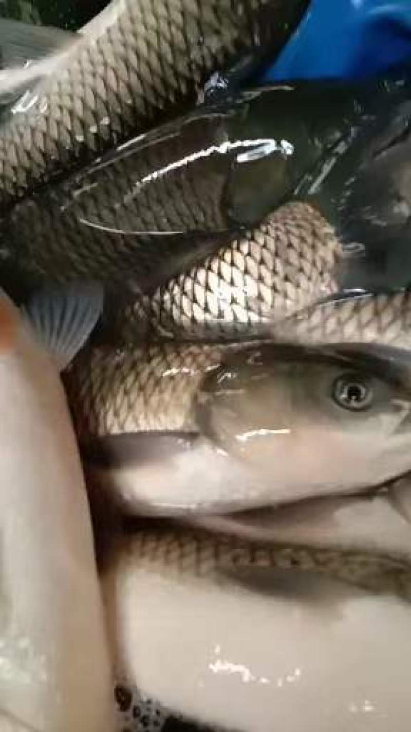 鲤鱼