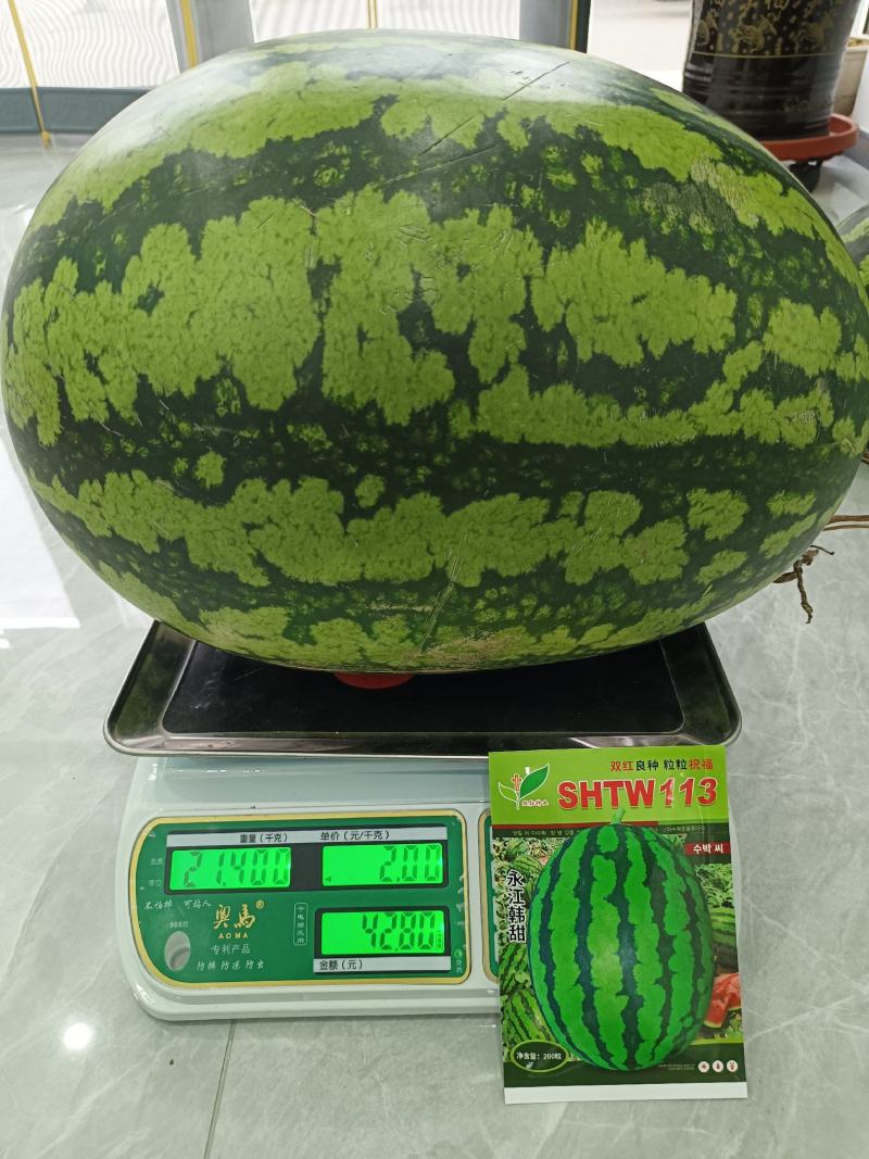 永江韩甜甜王种子200粒装
