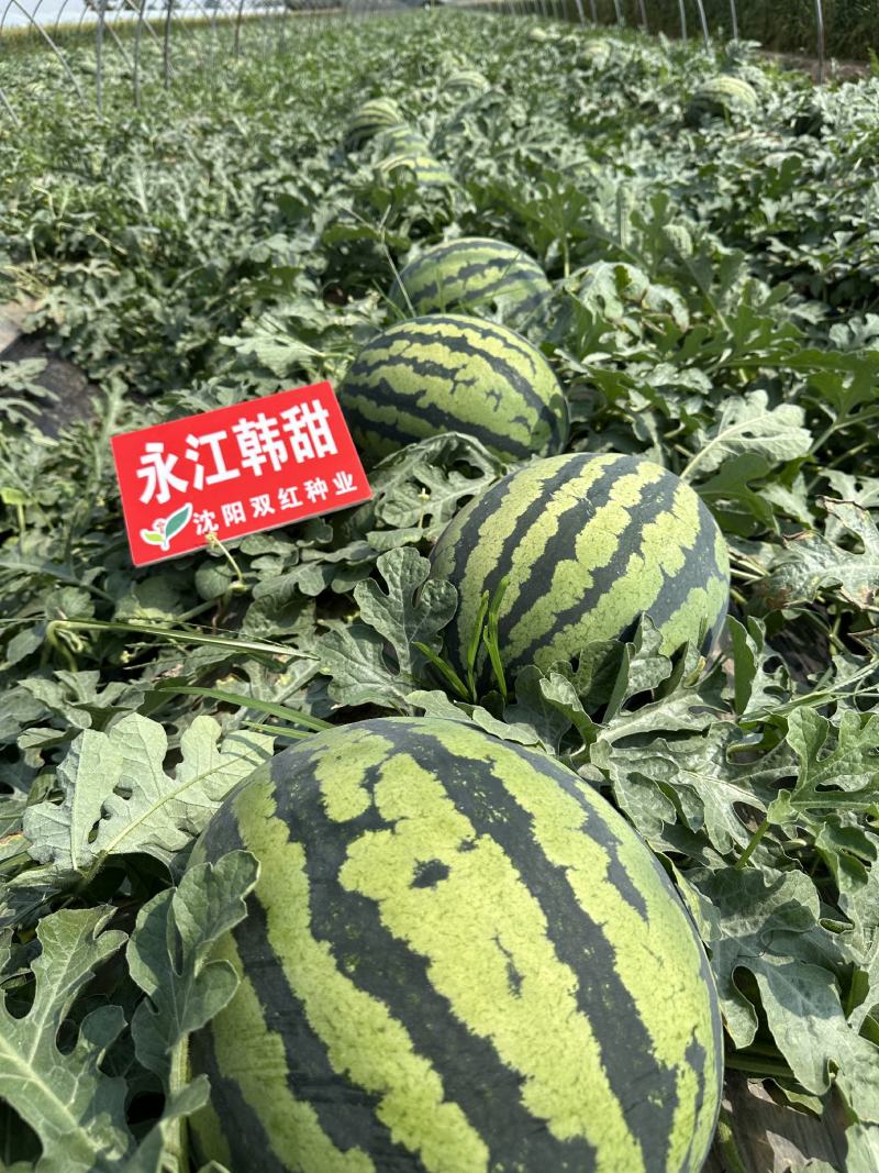 永江韩甜甜王种子200粒装