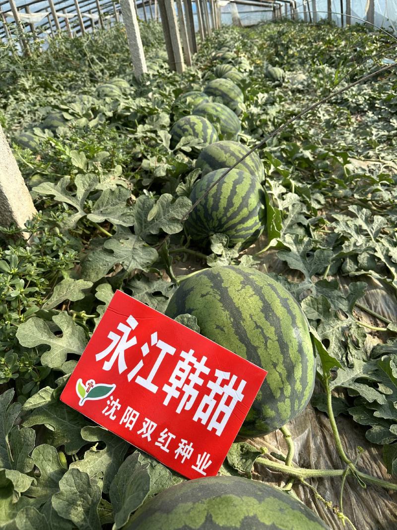 永江韩甜甜王种子200粒装