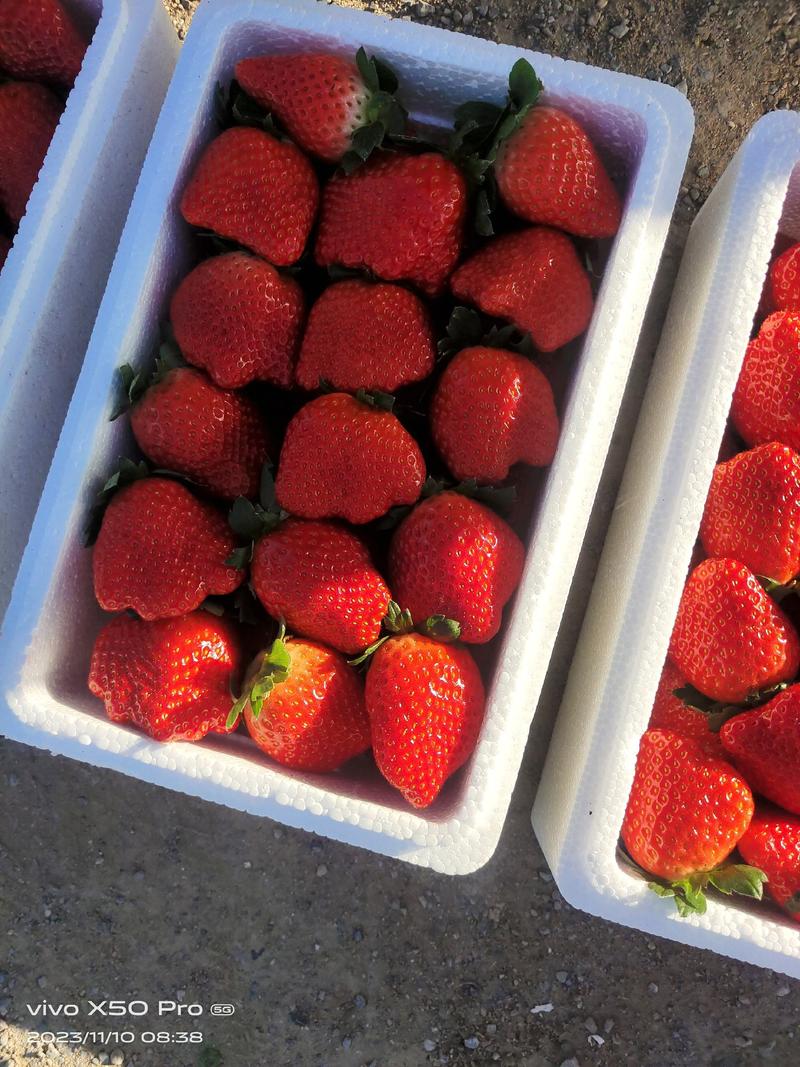 顺平县南伍候村红颜草莓大量上市，品质保证欢迎选购