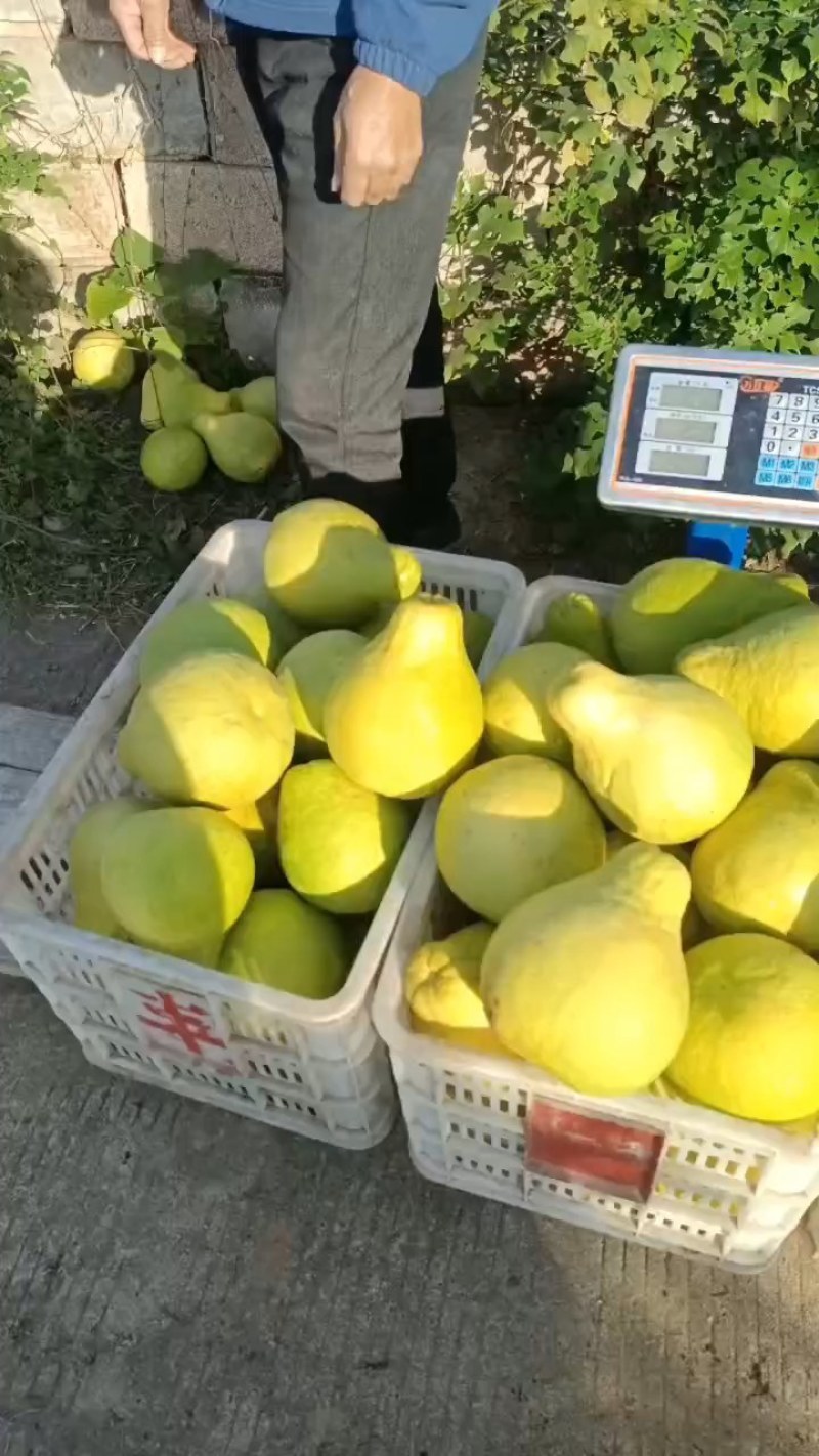 【优质】湖南桃源沙田柚，大量供应，品质保证，欢迎来电采购！