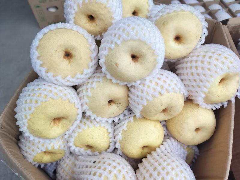 陕西蒲城酥梨，一手货，源现摘现发，目前货源充足，大量供货