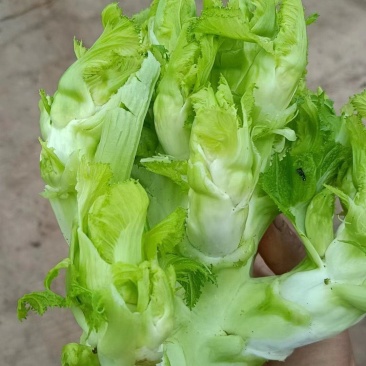 【儿菜】四川儿菜规格齐全产地，工厂货市场货电商货