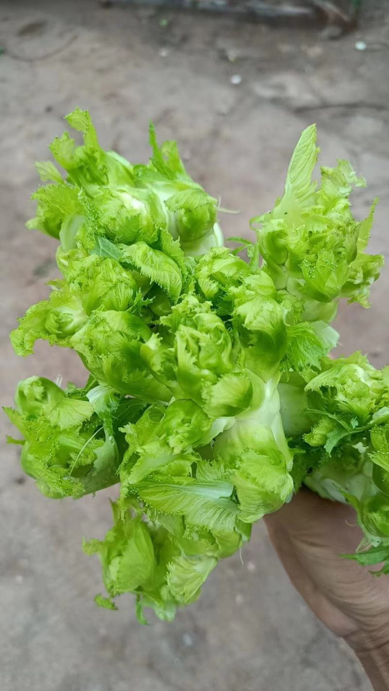 【儿菜】四川儿菜规格齐全产地，工厂货市场货电商货