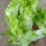 【儿菜】四川儿菜规格齐全产地，工厂货市场货电商货