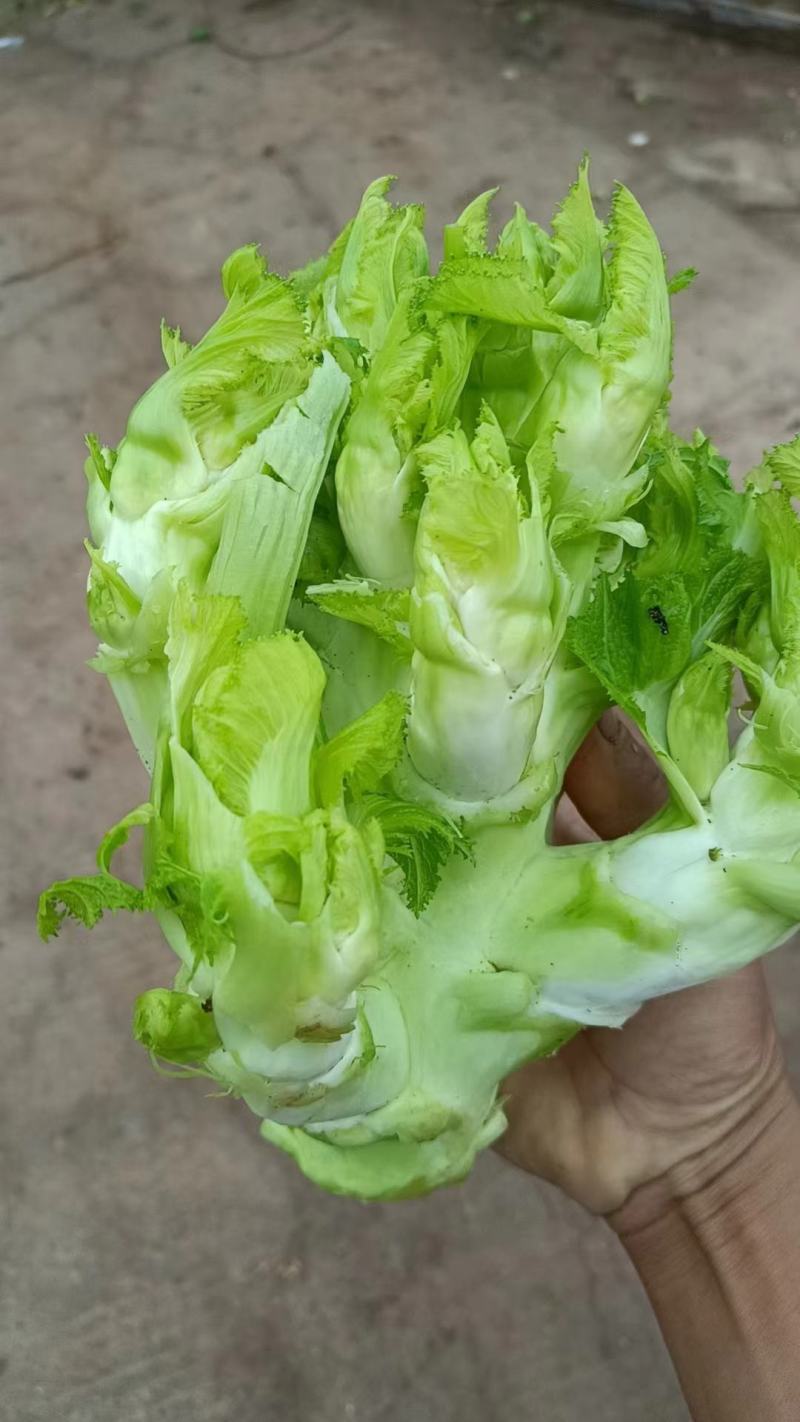 【儿菜】四川儿菜规格齐全产地，工厂货市场货电商货