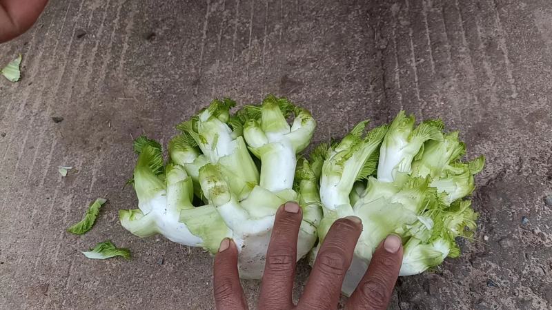 【儿菜】四川儿菜规格齐全产地，工厂货市场货电商货