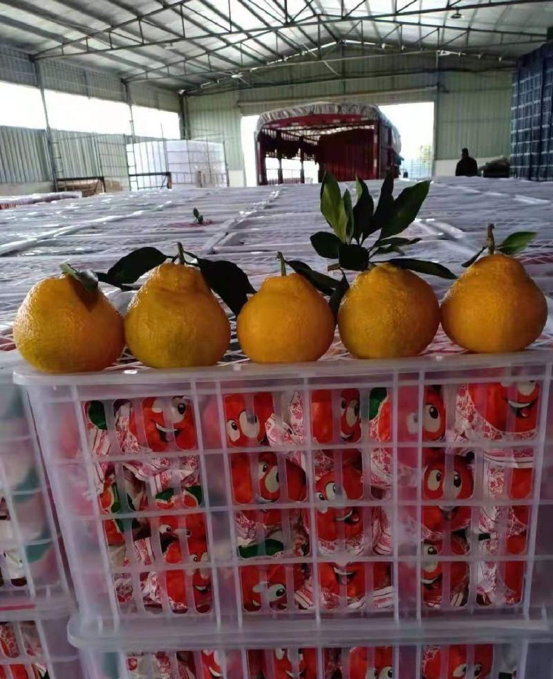 【不知火柑桔】湖北假丑橘大量供应皮薄多汁量大从优