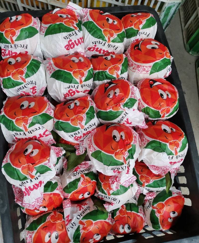 【不知火柑桔】湖北假丑橘大量供应皮薄多汁量大从优