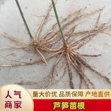 山东曹县芦笋苗根非转基因蔬菜营养高量大从优基地直发。