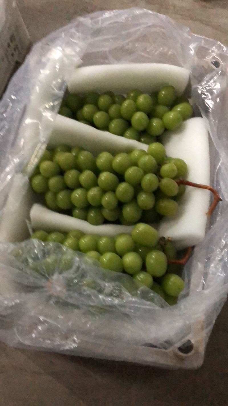 阳光玫瑰