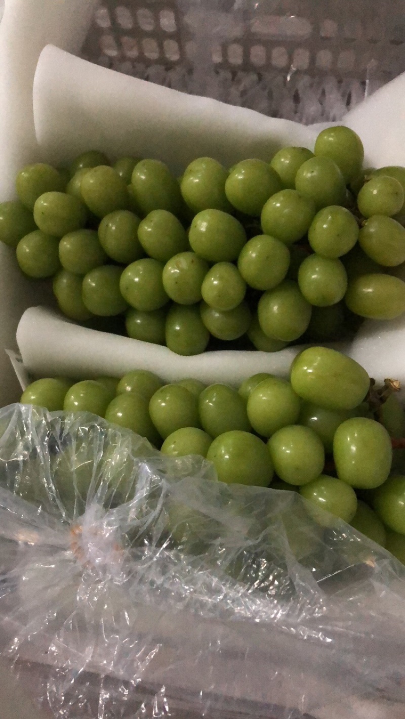 阳光玫瑰