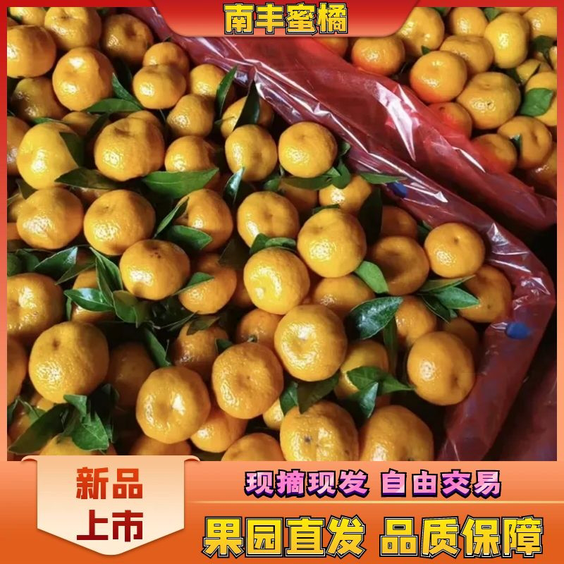 南丰蜜橘湖北枝江一手货源大量有货可供市场电商