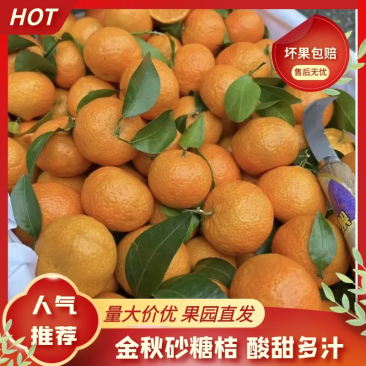金秋砂糖橘广西荔浦产地一手货源价格便宜大量有货
