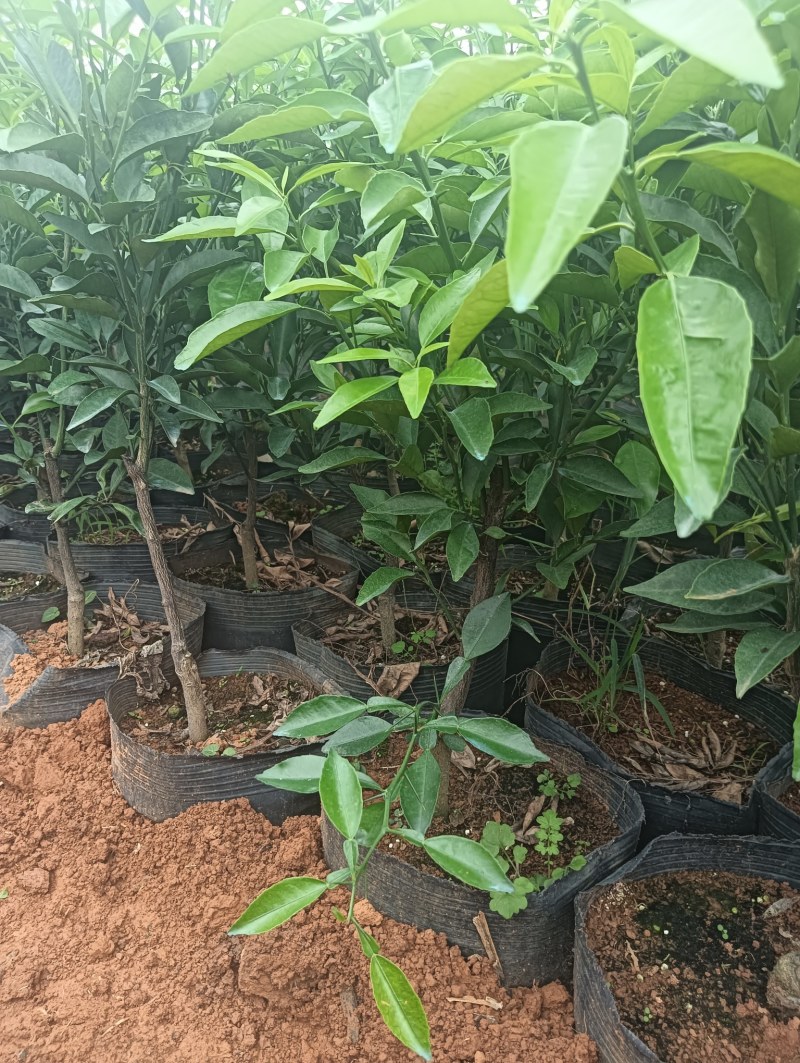 香橙沃柑杯苗