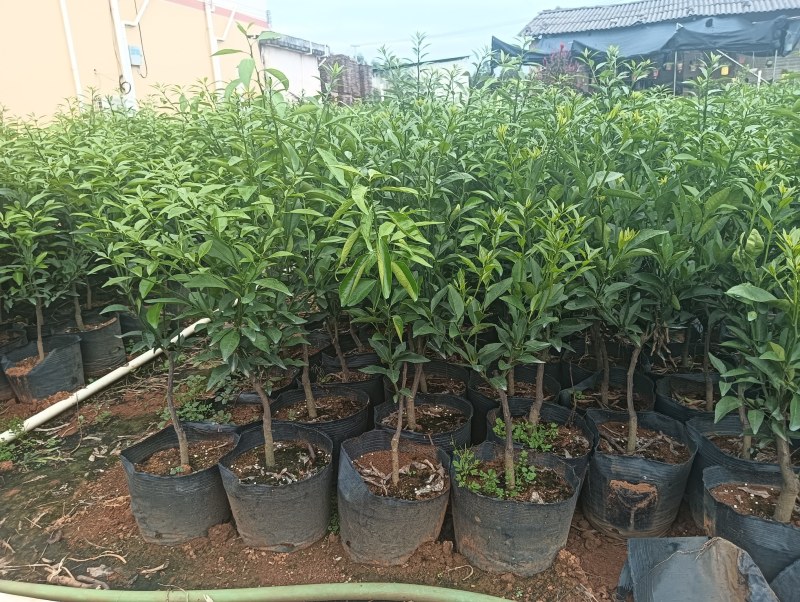 香橙沃柑杯苗