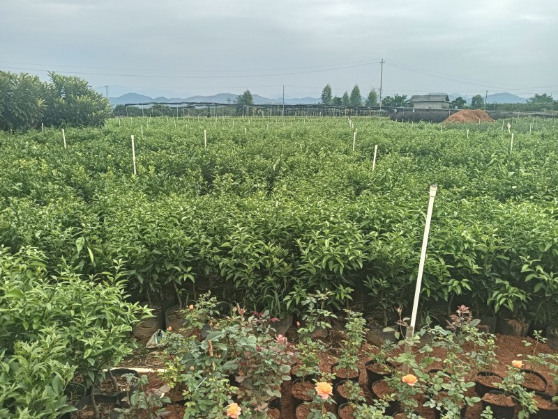 香橙沃柑杯苗