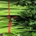优势芹菜大量上市