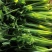 优势芹菜大量上市