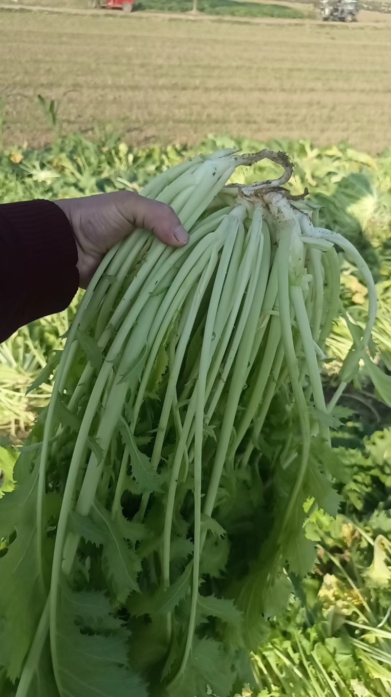 精品雪里红，质量无黄叶，捆装，量大从优，质量三包