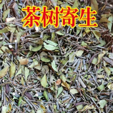 茶树上的寄生