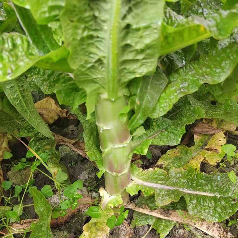 红尖叶香莴笋大量上市量大从优全国可发对接电商平台