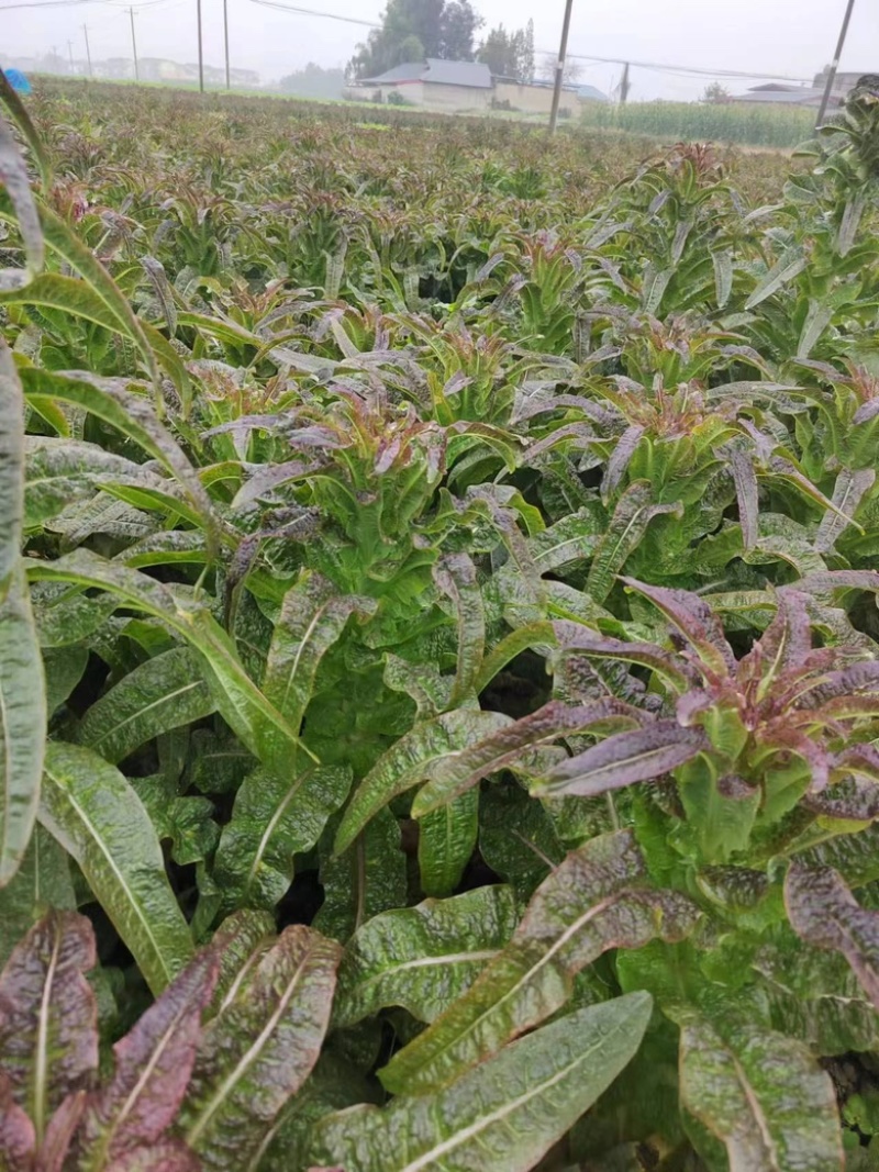 红尖叶香莴笋大量上市量大从优全国可发对接电商平台