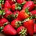 草莓山东精品草莓大量上市库存充足欢迎老板选购