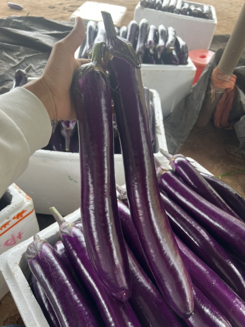 紫长茄、烧烤茄、市场货、电商货、食堂货、欢迎来咨询