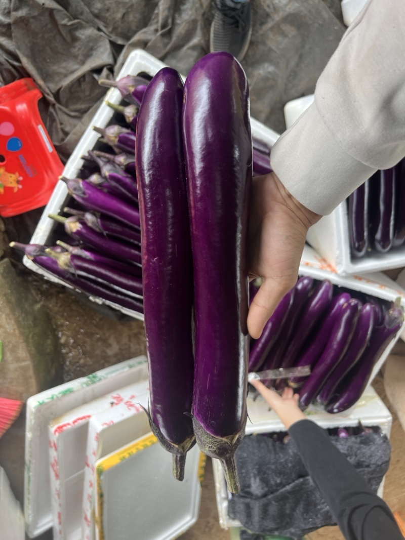 紫长茄、烧烤茄、市场货、电商货、食堂货、欢迎来咨询