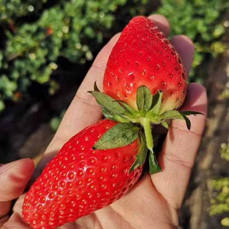 草莓山东精品草莓大量上市库存充足欢迎老板选购