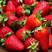 草莓山东精品草莓大量上市库存充足欢迎老板选购